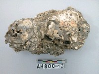 藏品(貝類)的圖片